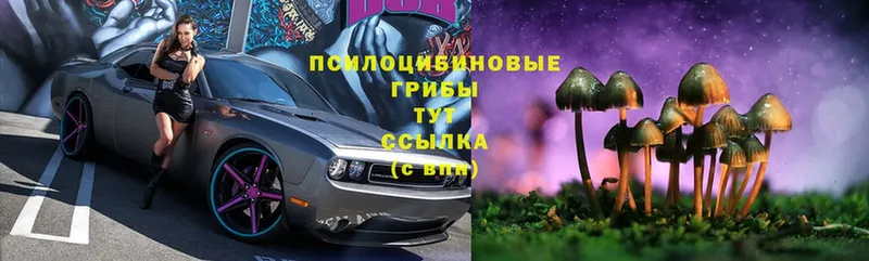 Псилоцибиновые грибы мицелий  Жигулёвск 